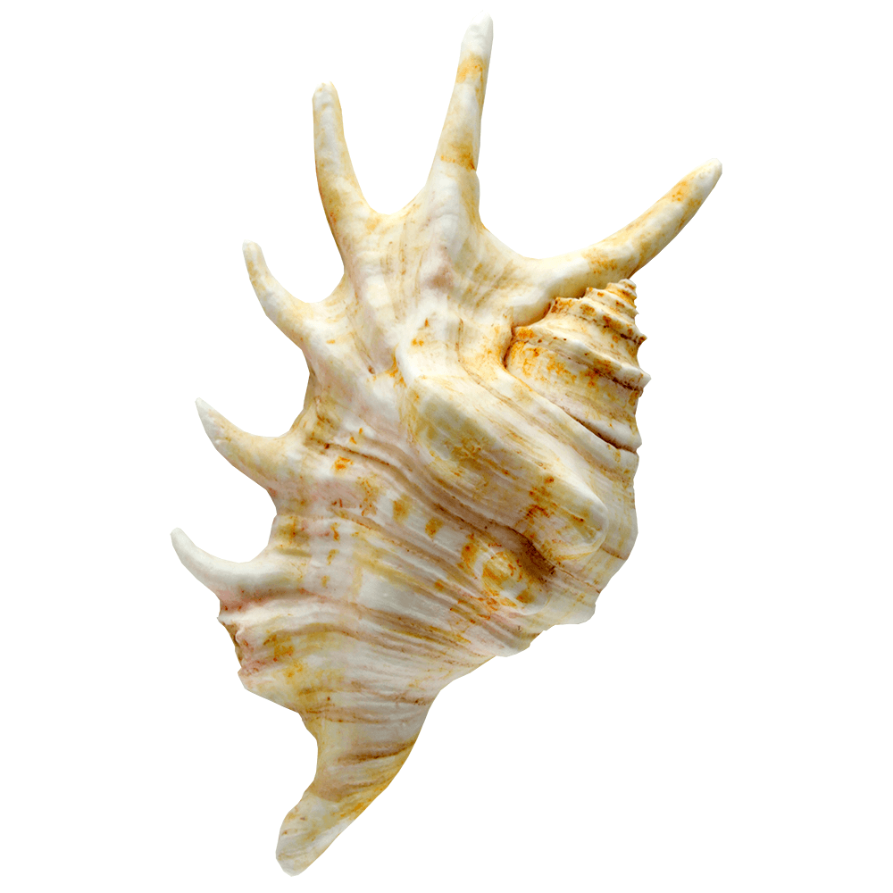 Marvelous Molds Lambis Shell Mould