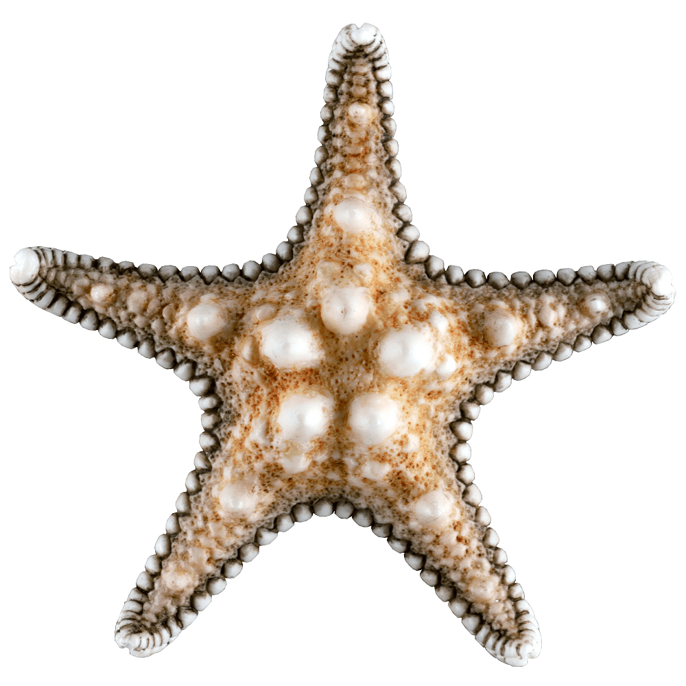 Marvelous Molds Starfish Mould