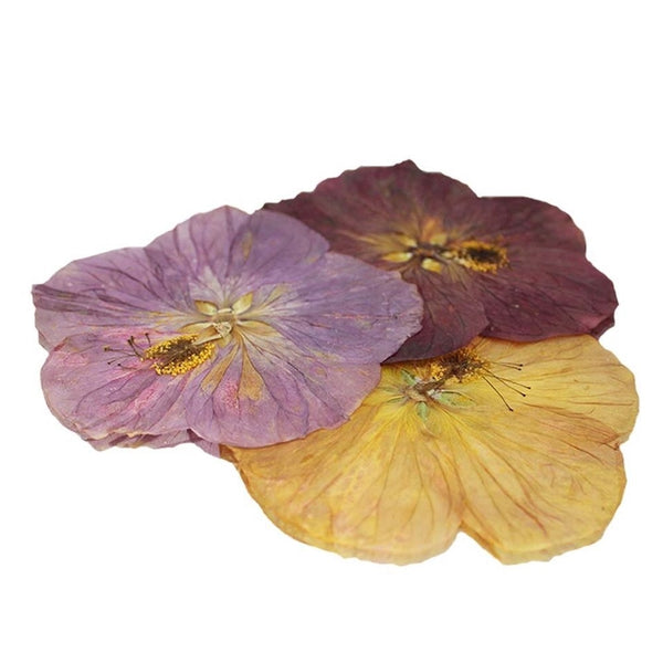 Nurtured In Norfolk Pressed Paradise Edible Flowers