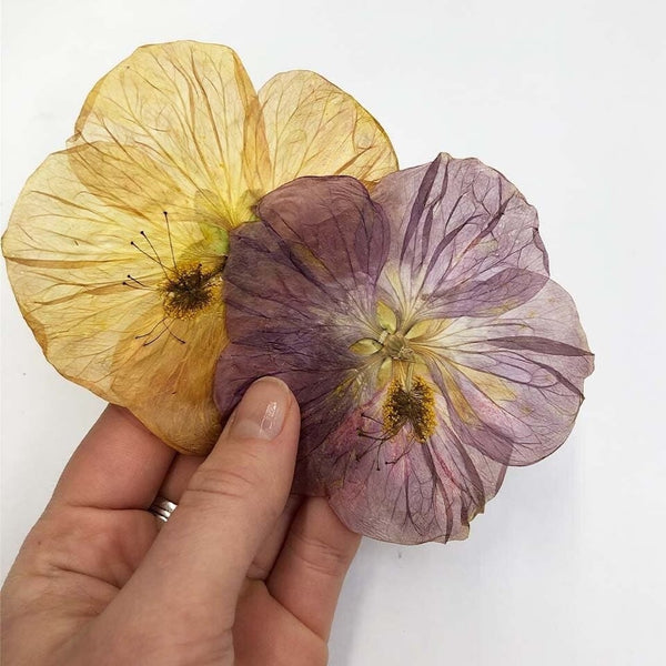 Nurtured In Norfolk Pressed Paradise Edible Flowers
