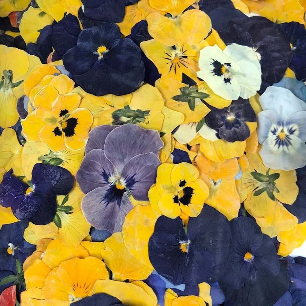 Nurtured In Norfolk Pressed Violas Edible Flowers