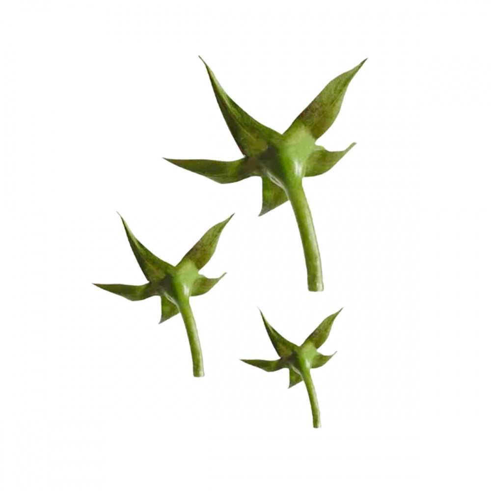 FMM Rose Calyx Icing Cutter Set Of 3 (30mm, 35mm, 40mm) - FMM