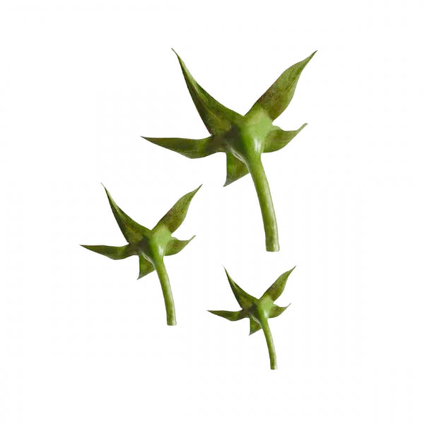 FMM Rose Calyx Icing Cutter Set Of 3 (30mm, 35mm, 40mm) - FMM