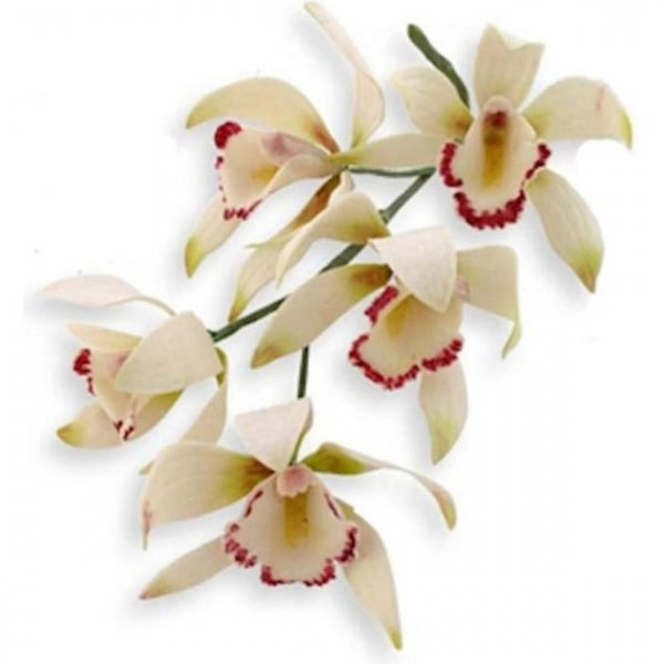 PME Medium Cymbidium Orchid 8 pc fondant icing gum paste cutter set