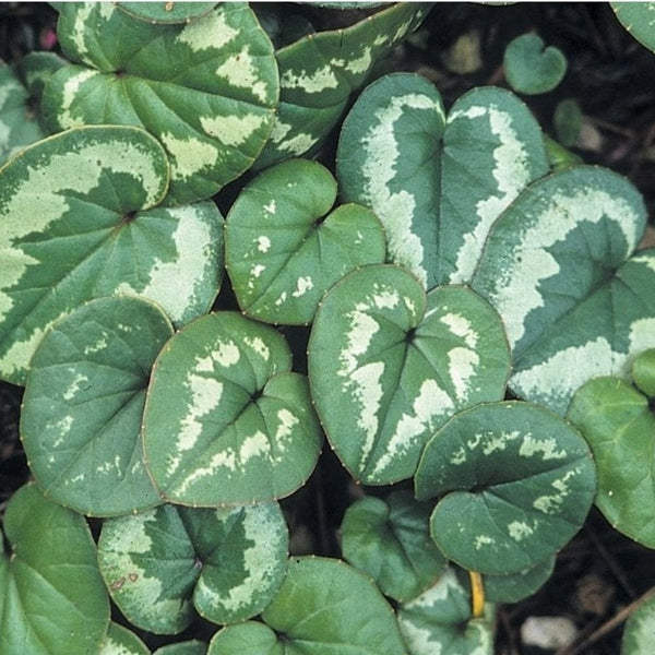 Aldaval Veiners Cyclamen Leaf Silicone Veiner Set
