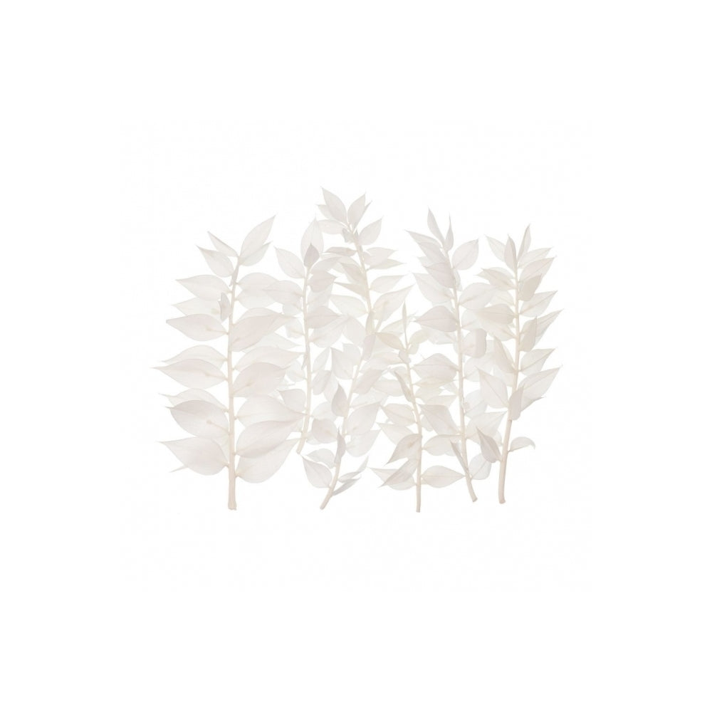 The Baked Studio White Ruscus Dried Flower Box