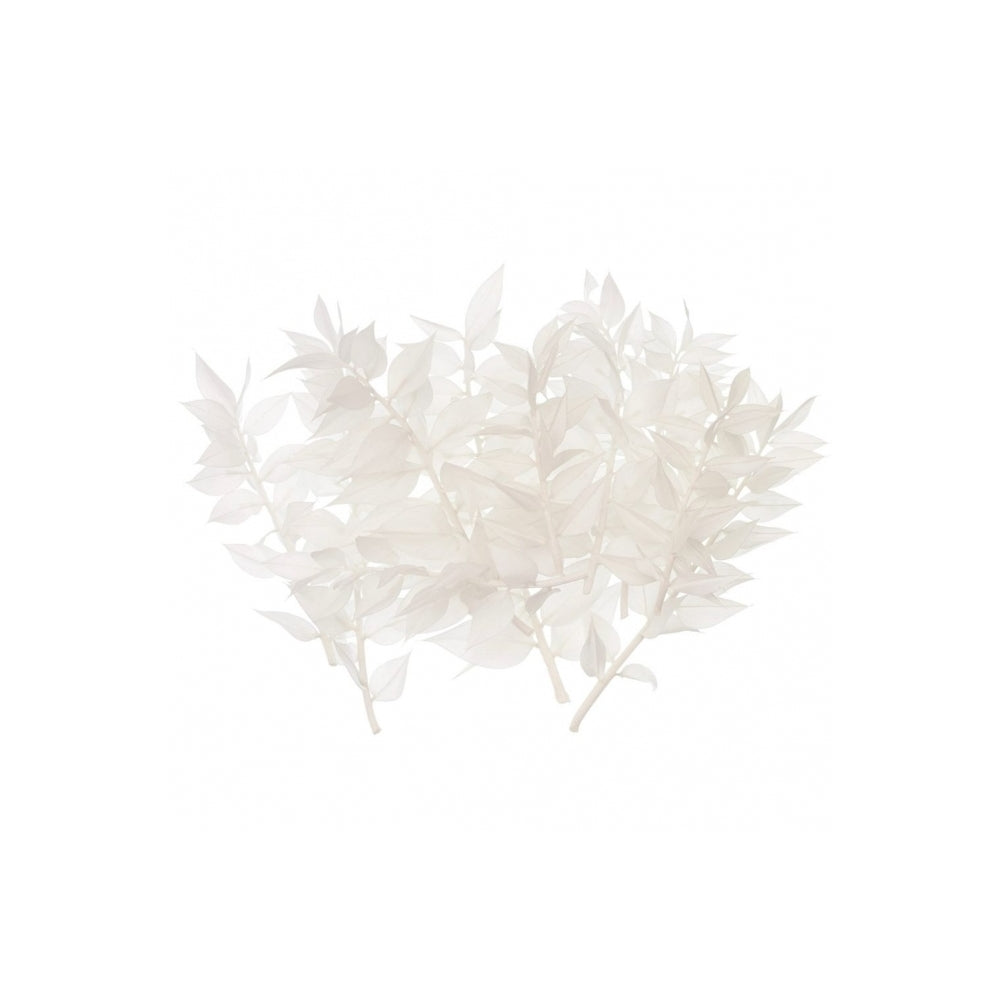 The Baked Studio White Ruscus Dried Flower Box