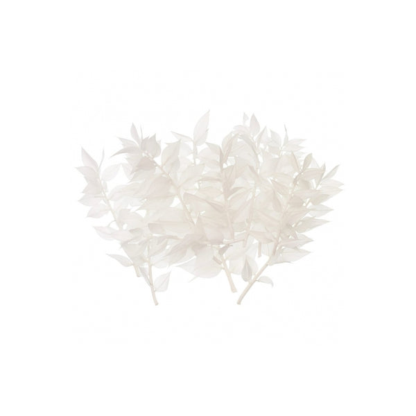The Baked Studio White Ruscus Dried Flower Box