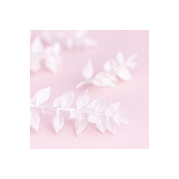 The Baked Studio White Ruscus Dried Flower Box