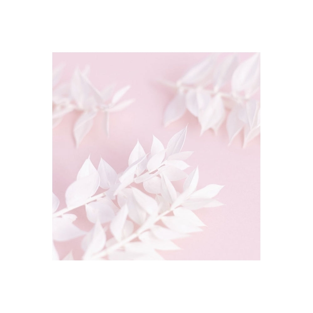 The Baked Studio White Ruscus Dried Flower Box