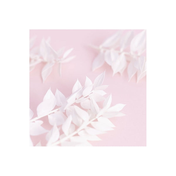 The Baked Studio White Ruscus Dried Flower Box