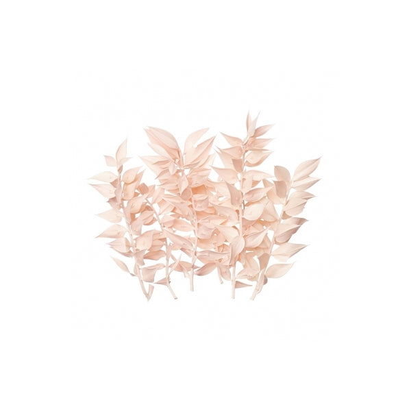 The Baked Studio Light Pink Ruscus Dried Flower Box