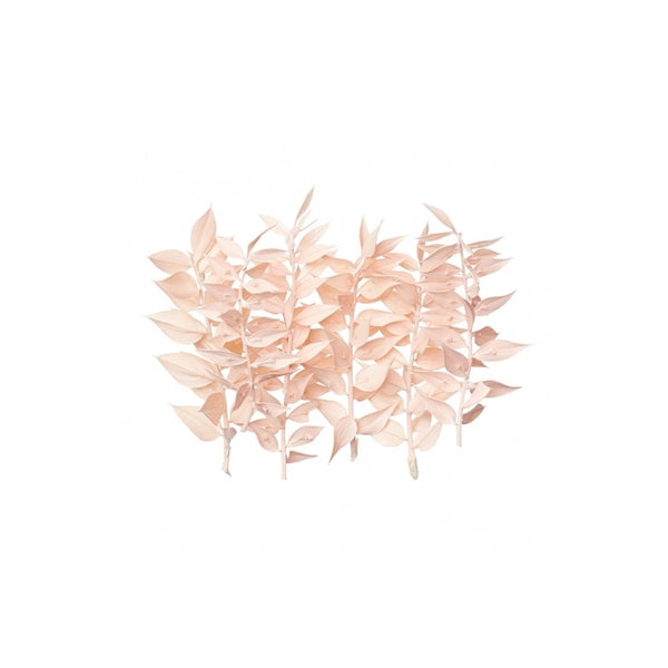 The Baked Studio Light Pink Ruscus Dried Flower Box