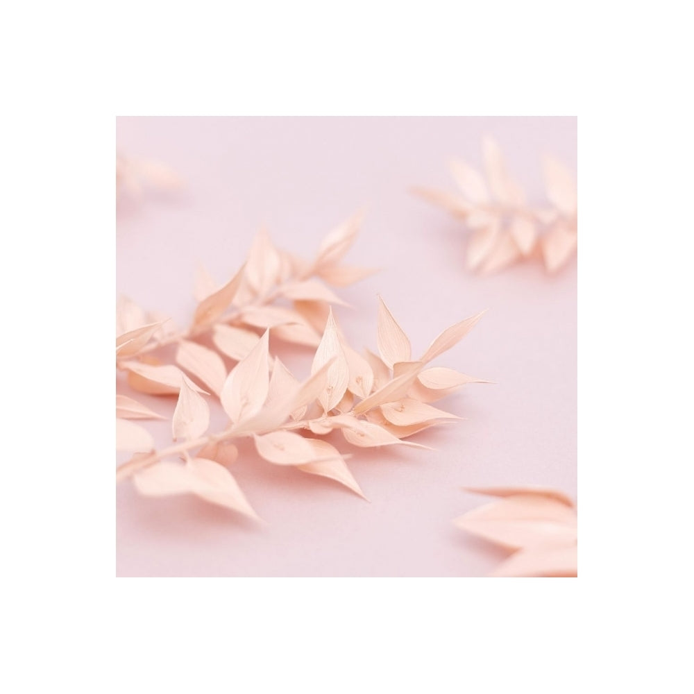 The Baked Studio Light Pink Ruscus Dried Flower Box