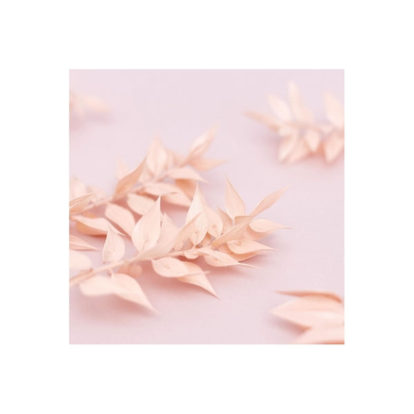 The Baked Studio Light Pink Ruscus Dried Flower Box