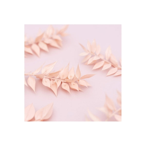 The Baked Studio Light Pink Ruscus Dried Flower Box