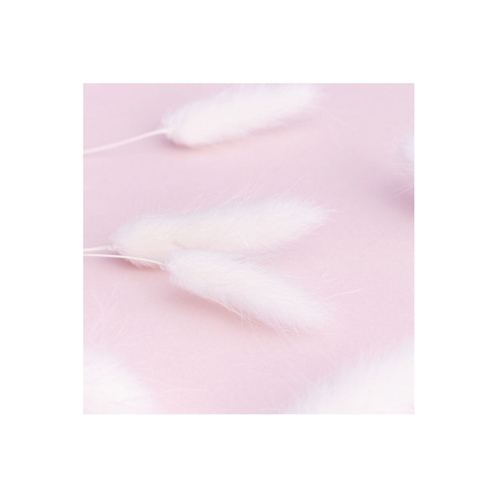 The Baked Studio White Lagarus (Bunny Tails) Dried Flower Box
