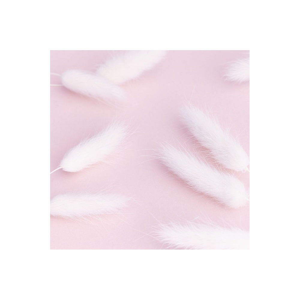 The Baked Studio White Lagarus (Bunny Tails) Dried Flower Box