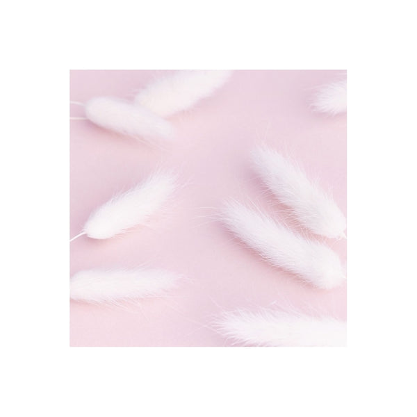 The Baked Studio White Lagarus (Bunny Tails) Dried Flower Box