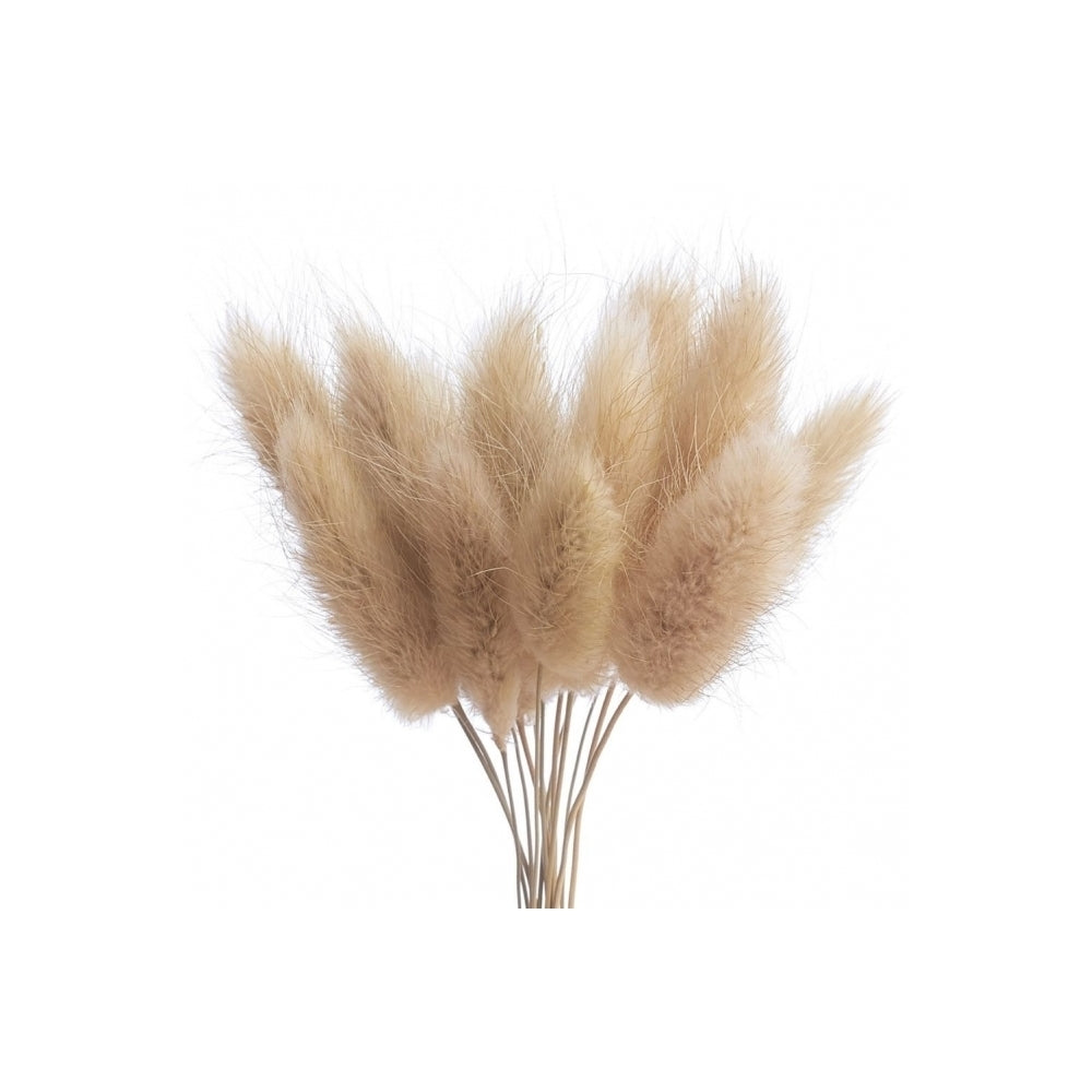 The Baked Studio Natural Lagarus (Bunny Tails) Dried Flower Box
