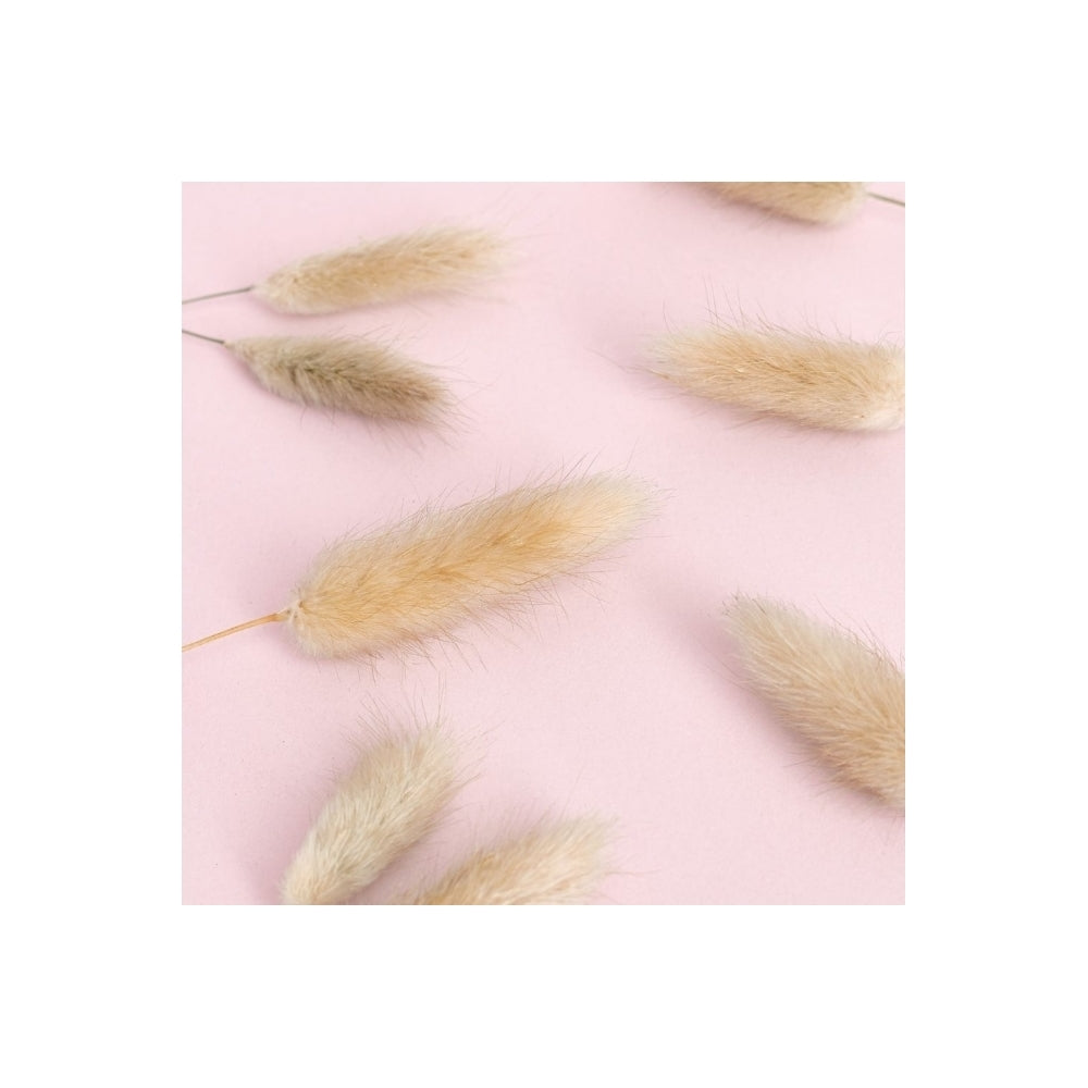 The Baked Studio Natural Lagarus (Bunny Tails) Dried Flower Box
