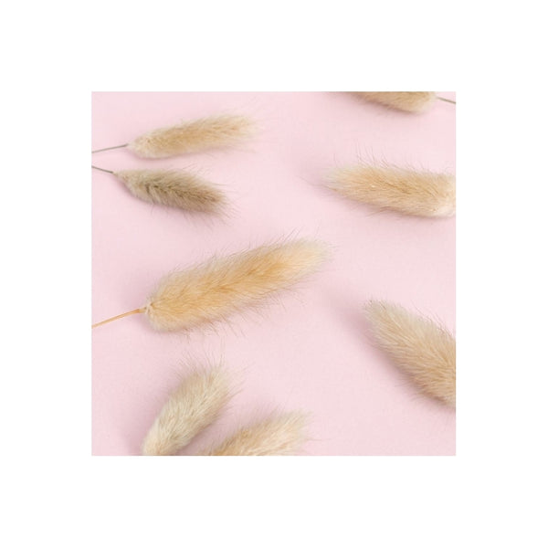 The Baked Studio Natural Lagarus (Bunny Tails) Dried Flower Box