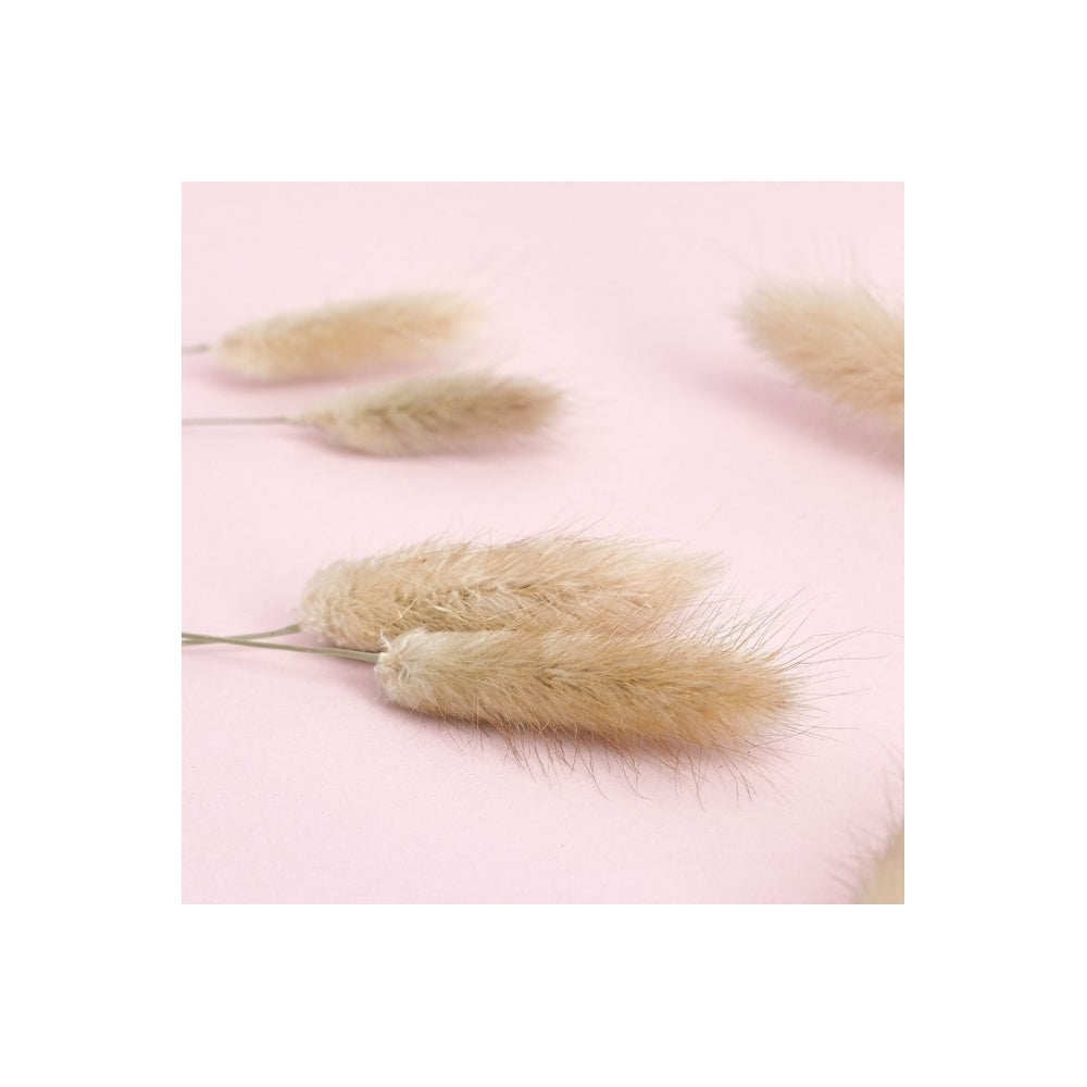 The Baked Studio Natural Lagarus (Bunny Tails) Dried Flower Box