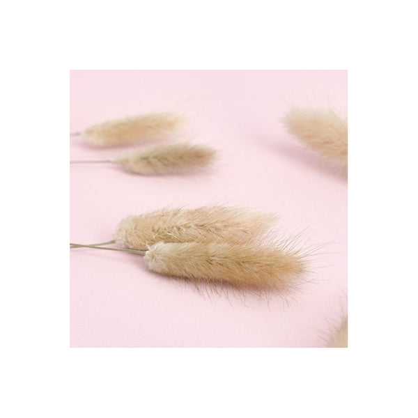 The Baked Studio Natural Lagarus (Bunny Tails) Dried Flower Box